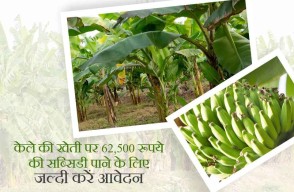 Bihar Government is Giving Rs 62,500 in Subsidy for Banana Cultivation, Know how to Apply on Khetivyapar