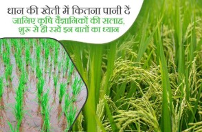 Paddy Farming: धान की खेती में कितना पानी दें, जानिए कृषि वैज्ञानिकों की सलाह शुरू से ही रखें इन बातों का ध्यान