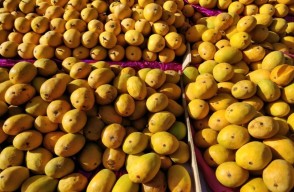 Mango Market Price Today (06 June 2024) In Uttar Pradesh