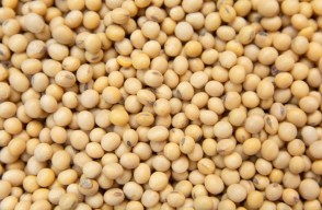 Fresh Market Price for Soybean in Various Markets in Madhya Pradesh On (06 June 2024)