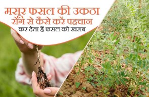 मसूर फसल की उकठा रोग से कैसे करें पहचान, कर देता है फसल को खराब