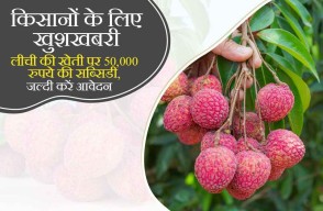 Bihar Government Gives Rs 50,000 Subsidy for Lychee Farming, Apply Now