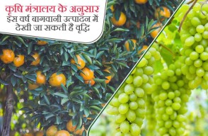 Horticulture Production this year is Expected to be Around 352.23 Million Tonnes