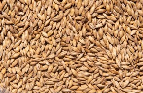 Barley (Jau) Rate Today: जानिए आज राजस्थान में जौ का मंडी भाव आज का (11 जून 2024)