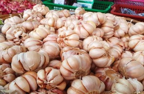 Garlic Price Today: मध्य प्रदेश में लहसुन के भाव में जबरदस्त भारी उछाल, जाने आज मंडी का हाल