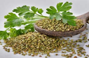 Coriander Rate Today: गुजरात में धनिया का मंडी भाव आज का (15 जून 2024)
