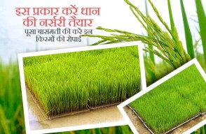 इस प्रकार करें धान की नर्सरी तैयार, पूसा बासमती की करें इन किस्मों की रोपाई, जाने कृषि वैज्ञानिकों की सलाह