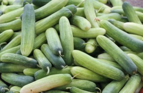 Long Melon (Kakri) (June 19, 2024) In Haryana and Rajasthan