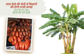 Red Banana Cultivation in North India, Modern Techniques and Practices