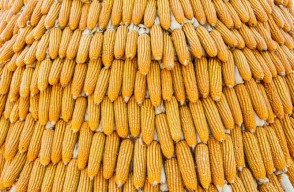 Maize mandi bhav today (22 June, 2024) in Uttar Pradesh and Gujarat