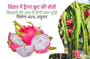 Dragon Fruit Farming: बिहार में ड्रैगन फ्रूट की खेती, किसानों की आय में होगी बंपर वृद्धि, मिलेगा 40% अनुदान