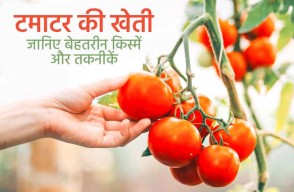 Tomato Cultivation, Best Varieties and Techniques Guide