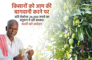 Government is giving ₹24,000 Per Hectare of Subsidy for Mango Cultivation, Apply Now