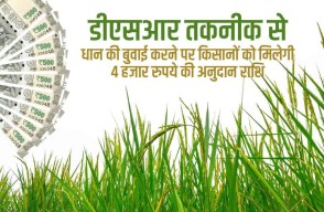 डीएसआर तकनीक से धान की बुवाई करने पर किसानों को मिलेगी 4 हजार रुपये की अनुदान राशि