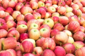 Apple market price today (27 June, 2024) in Himachal Pradesh