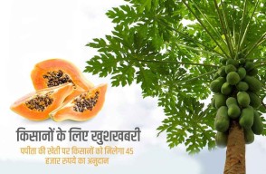 Bihar government is giving Rs 45,000 in subsidy for papaya cultivation, apply now