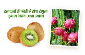 Cultivate These Fruits for High Profits, Farmer Brothers