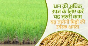 Paddy Farming: धान की अधिक उपज के लिए करें यह जरूरी काम, बढ़ जायेगी मिट्टी की उर्वरक क्षमता