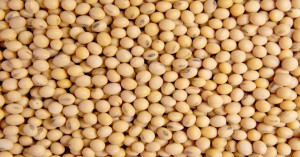 Soybean Mandi Bhav: मध्य प्रदेश में सोयाबीन का मंडी भाव आज का (09 जुलाई 2024)