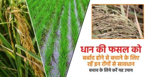 धान की फसल को बर्बाद होने से बचाने के लिए रहें इन रोंगों से सावधान, बचाव के लिये करें यह उपाय