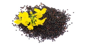 Latest Mustard Market Price today (19 July, 2024) in Rajasthan and Uttar Pradesh