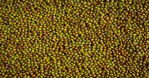 MSP support  for moong and urad farmers need to register soon