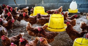Online Poultry Farming Training in Hindi: यूपी में 15 अप्रैल से मुर्गीपालन की ट्रेनिंग शुरू, यहां करें रजिस्ट्रेशन, आइए Khetivyapar पर जानें