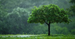 MP Monsoon Alert: Rain havoc continues in MP, flood conditions, red alert in several districts