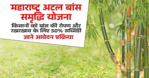 महाराष्ट्र अटल बांस समृद्धि योजना, किसानों को बांस की रोपण और रखरखाव के लिए 50% सब्सिडी, जाने आवेदन प्रक्रिया