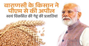 Wheat Variety: वाराणसी के किसान की मेहनत रंग लाई, गेहूं की नई किस्मों का विकास