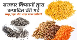 सरकार किसानों द्वारा उत्पादित की गई मसूर, उड़द और अरहर दाल खरीदेगी