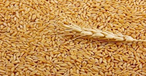 Latest Wheat market price today in Bihar and Madhya Pradesh (02 August, 2024)