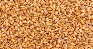 Wheat mandi bhav: राजस्थान और गुजरात में गेहूं का मंडी भाव आज (13 अगस्त, 2024)