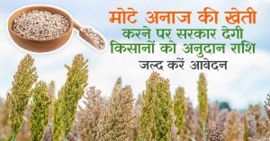 Government is providing grants for coarse grain cultivation, and the application deadline is approaching