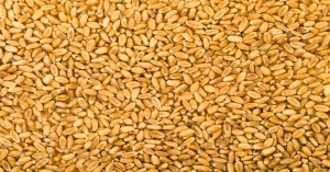 Wheat mandi bhav: राजस्थान और गुजरात में गेहूं का मंडी भाव आज का (20 अगस्त, 2024)