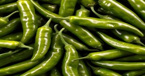Green Chilli market price today in Uttar Pradesh and Gujarat (22 august, 2024)