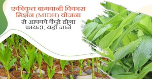 High-Tech Horticulture Scheme, How to Apply Under the Mission for Integrated Development of Horticulture