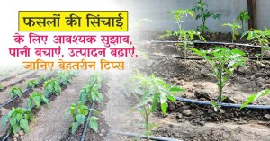फसलों की सिंचाई के लिए आवश्यक सुझाव, पानी बचाएं, उत्पादन बढ़ाएं, जानिए बेहतरीन टिप्स