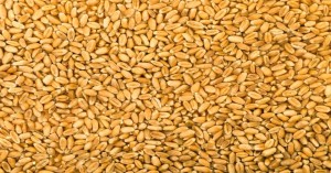Wheat market price today in Maharashtra (28 august, 2024)