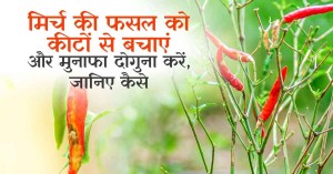 Learn easy ways to get rid of diseases and pests affecting chili crops