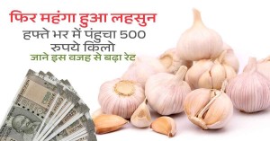 Garlic Prices Soar to ₹500 per Kg Amid Supply Shortage