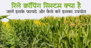 Relay Cropping: रिले क्रॉपिंग सिस्टम क्या है, जानें इसके फायदे और कैसे करें इसका उपयोग