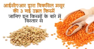 ICAR has launched 3 new lentil varieties that are resistant to various diseases, Learn about the features of these varieties.