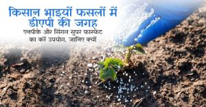किसान भाइयों डीएपी की जगह एनपीके और सिंगल सुपर फास्फेट का करें उपयोग, जानिए क्यों