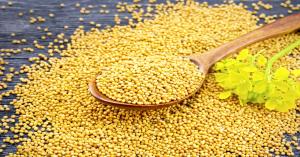 Mustard seeds: सरसों के बीज अब 150 रुपये किलो, ऑनलाइन ऑर्डर कैसे करें, जानिए खेतिव्यापार पर