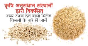 IARI recently developed many new varieties of millet, know the characteristics of these varieties