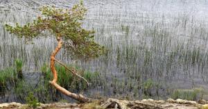 Devastating rainfall causes significant losses to Rajasthan kharif crops