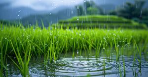 MP Weather Today: Heavy rain alert issued for 15 districts in Madhya Pradesh as monsoon intensifies