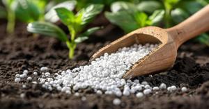 Government approves subsidy on phosphatic and potassic fertilizers for Rabi season 2024-25