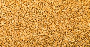 Latest Wheat market price today in Uttar Pradesh on (25 September 2024)